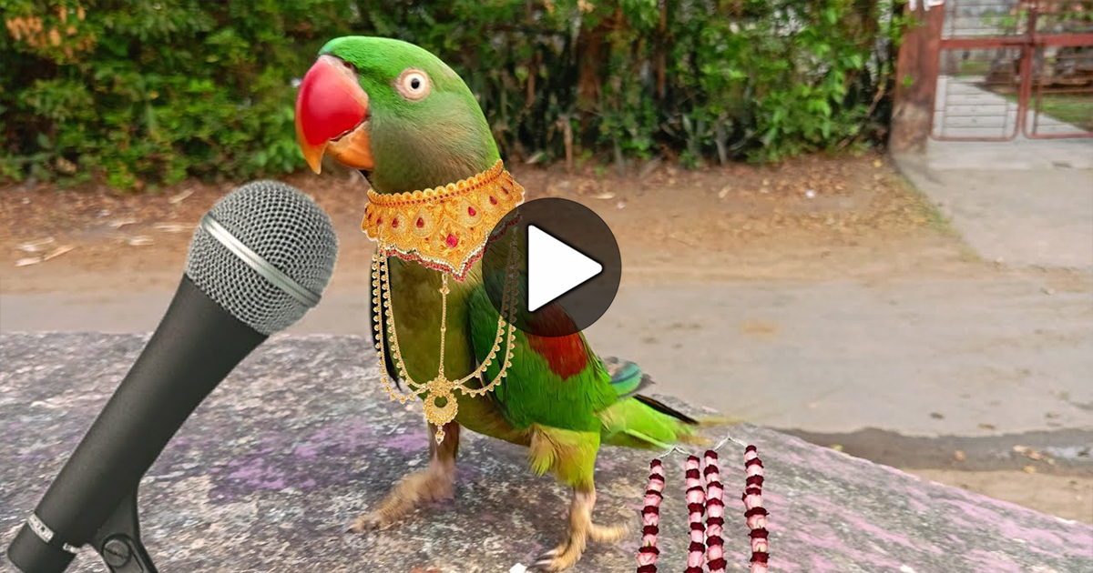Parrot Singing, , অবিকল মানুষের মত নেচে গেয়ে ভাইরাল খুদে টিয়া পাখি, ভিডিও দেখে মুগ্ধ নেটিজেনরা
